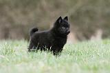 SCHIPPERKE 389